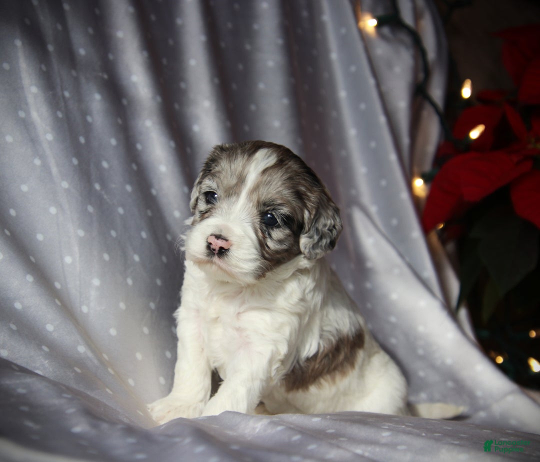 Cockapoo dogs for sale: Starlight - Ad 5