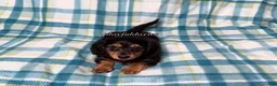 Miniature Dachshund dogs for sale: Black and Tan Long Haired Male AKC  - Ad 4