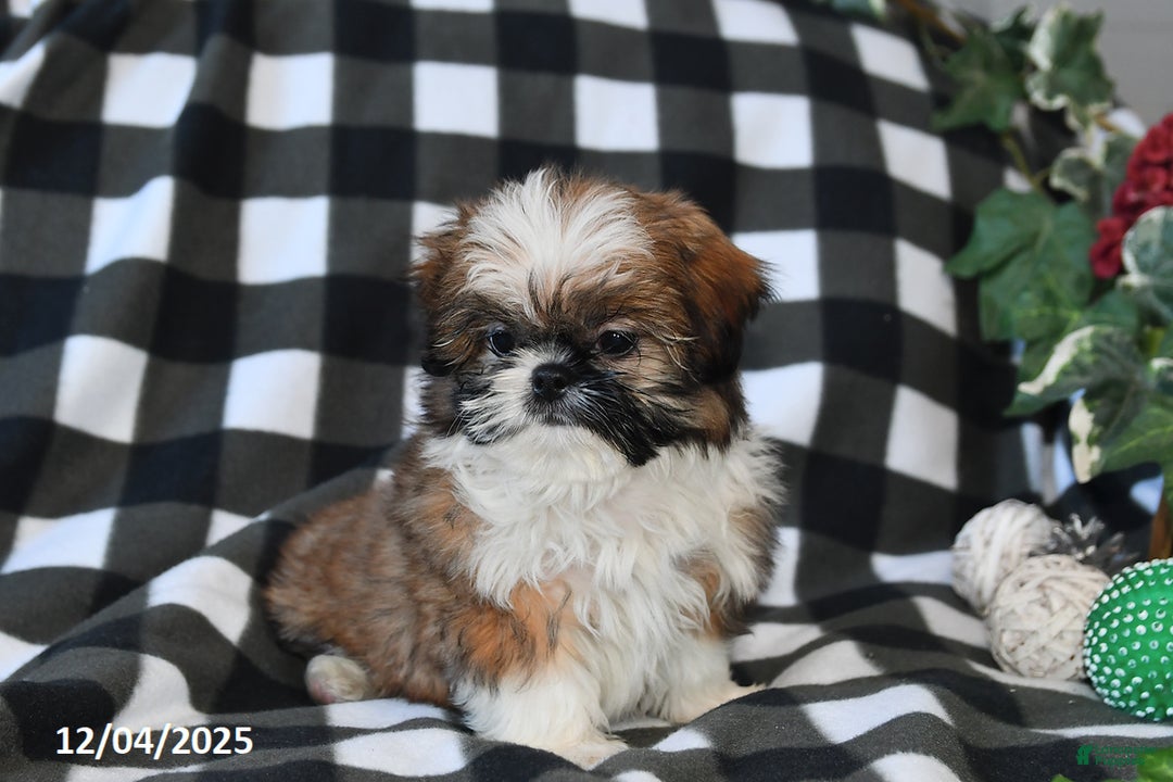 Shih Tzu dogs for sale: Darrin - Ad 3