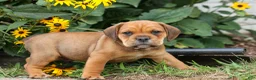 Beabull dogs for sale: Arthur - Ad 3