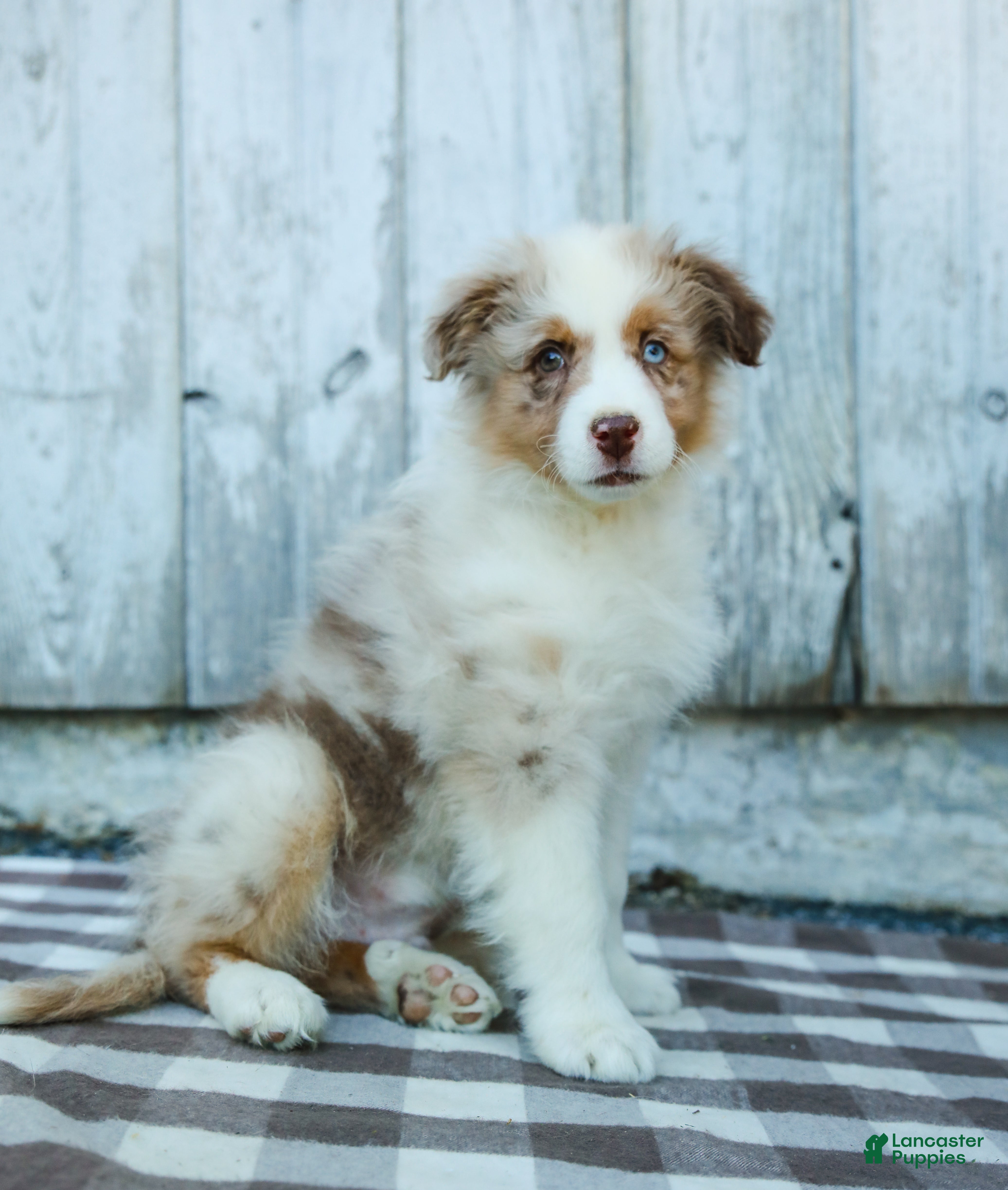 Australian Shepherd dogs Rocky - Ad 1