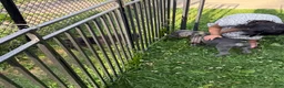 Cane Corso dogs for sale: Ghost - Ad 4