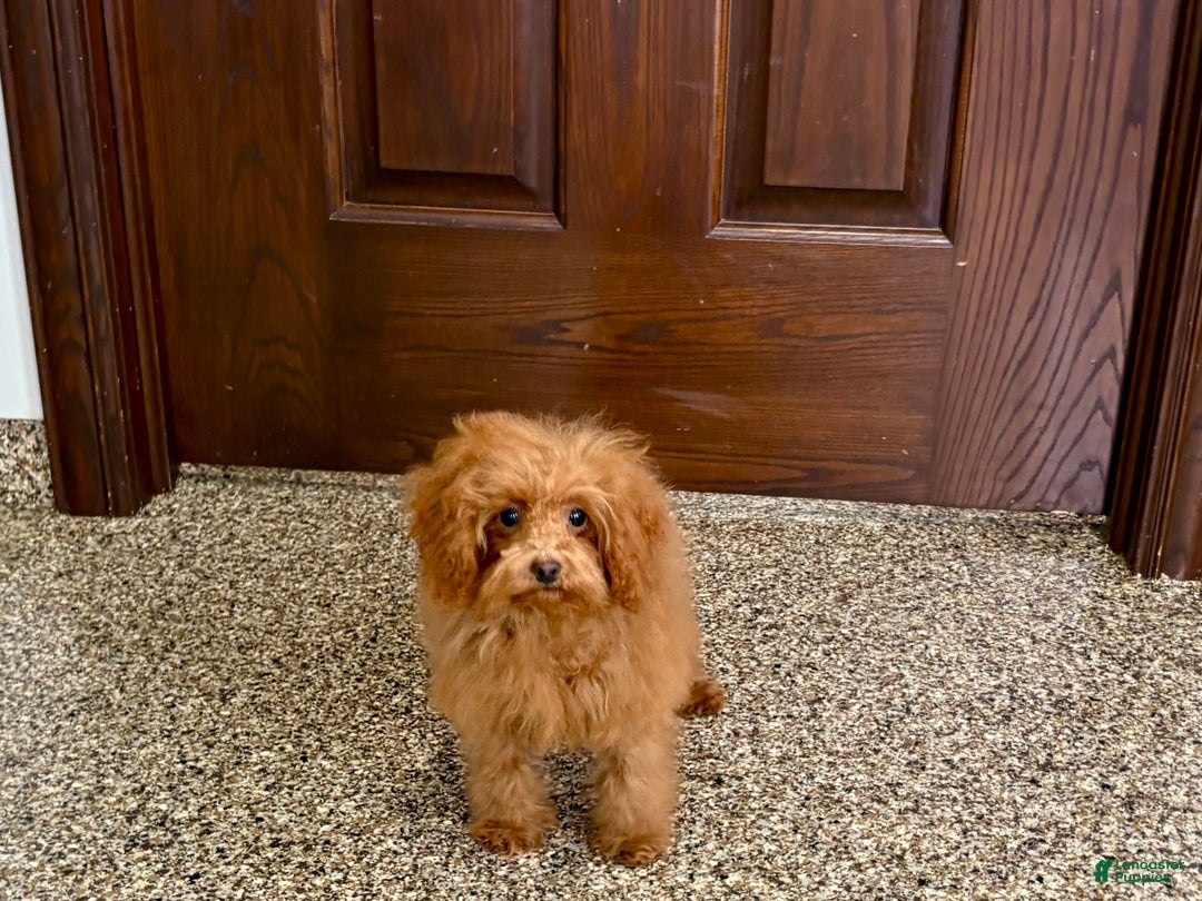 Maltipoo dogs for sale: Tiny Red  - Ad 3