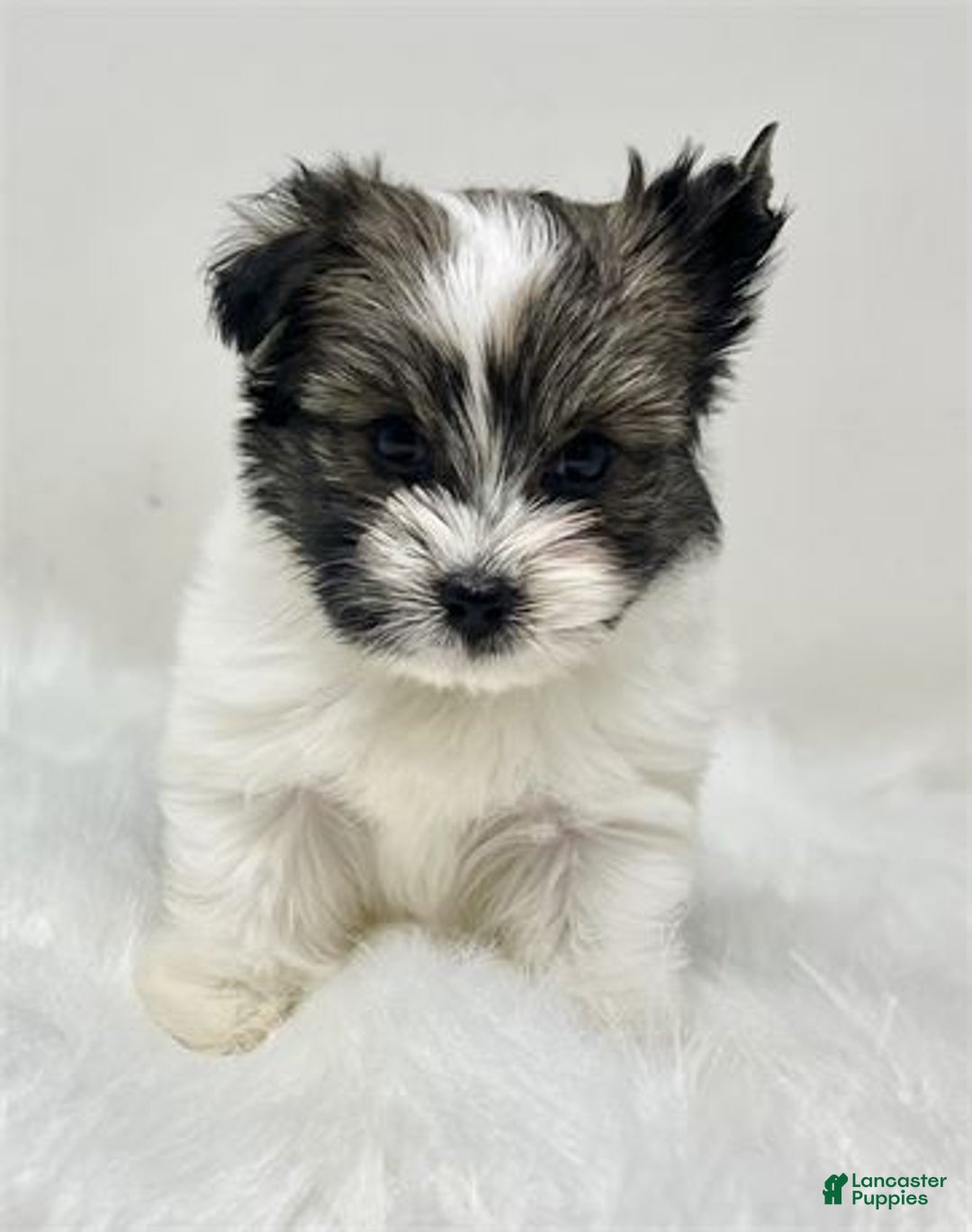 Biewer Terrier dogs for sale: Biewer Terrier Puppy 1 - Ad 3