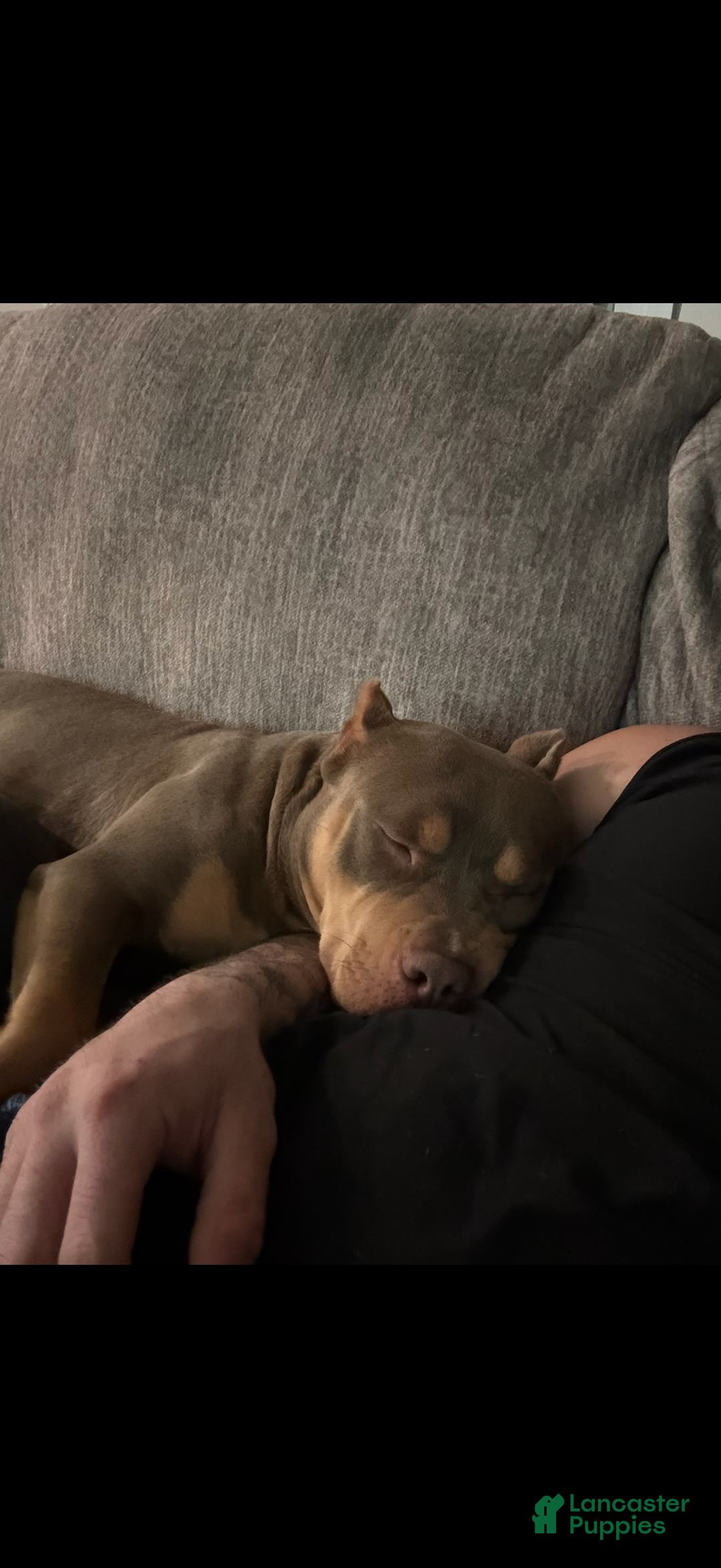 American Bully dogs for sale: American Bully Puppy 2 - Ad 4