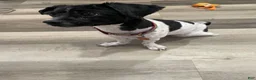 Bichpoo dogs for stud: Bichpoo - Ad 1