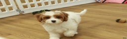 Cavapoo dogs for sale: Maggie - Ad 11