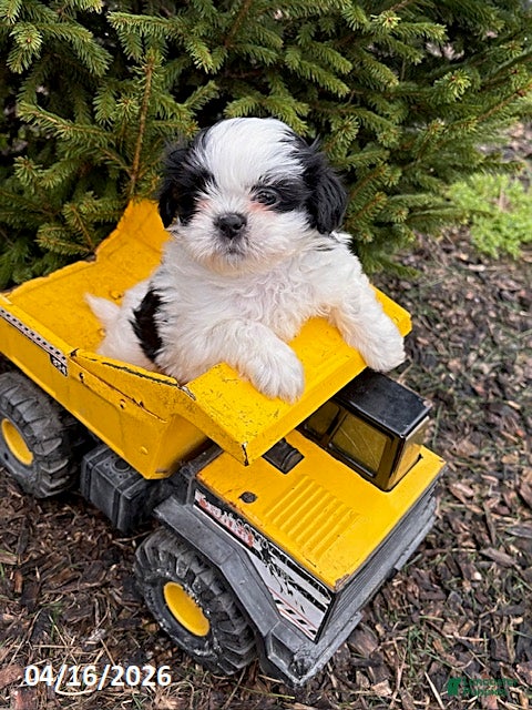 Shih Tzu dogs Averi - Ad 2