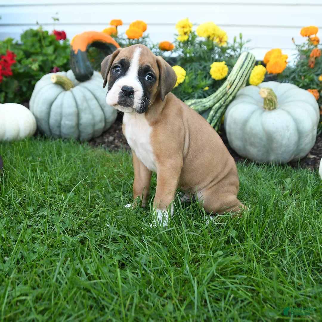 Boxer dogs for sale: Leo - Ad 1