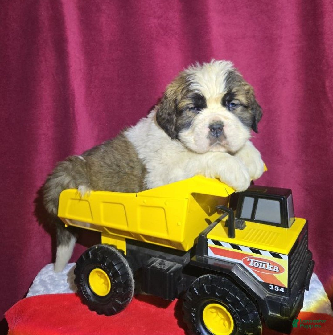 Saint Bernard dogs for sale: Tumbling Teddy - Ad 2