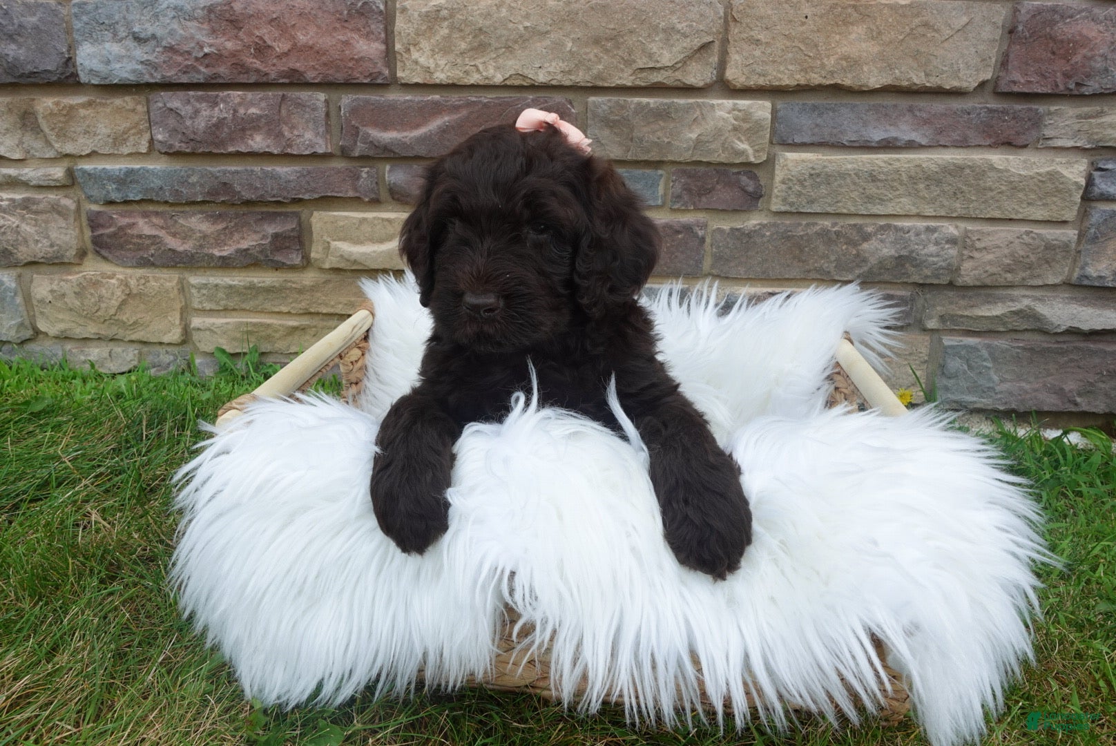 Newfypoo dogs F1b Coco - Ad 2