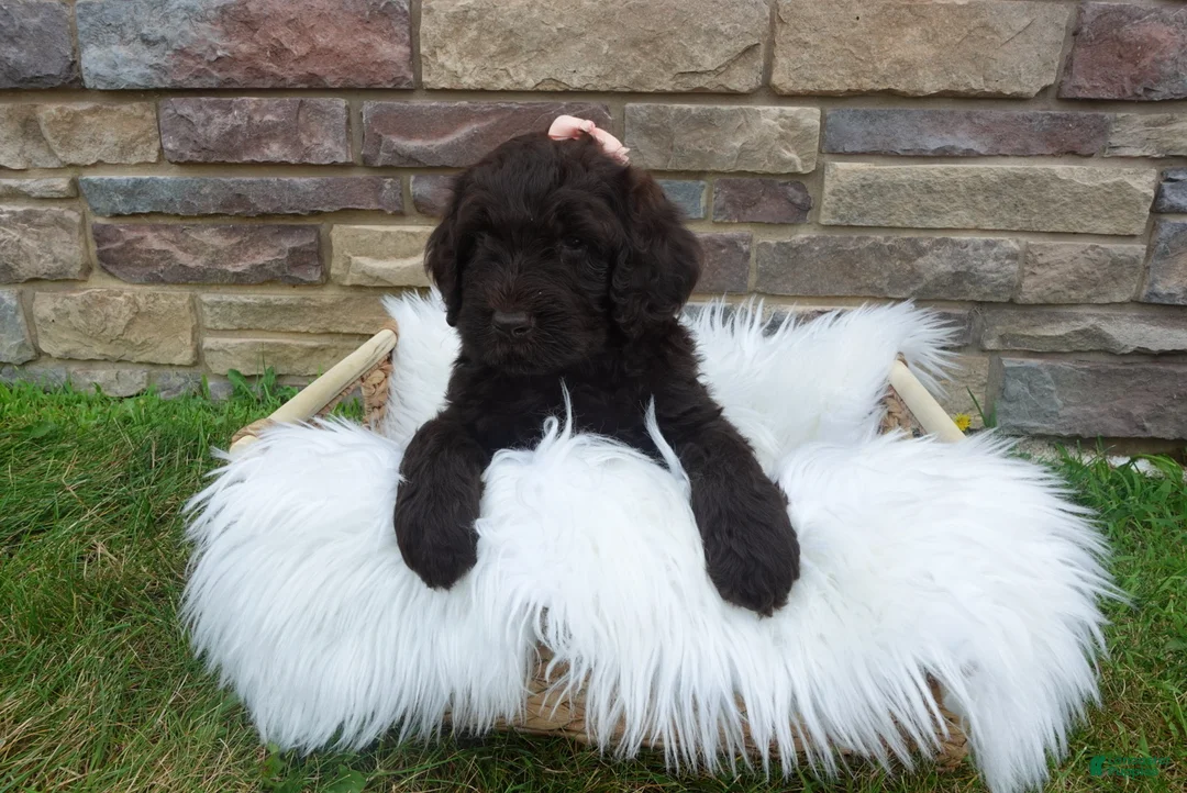 Newfypoo dogs for sale: F1b Coco - Ad 2