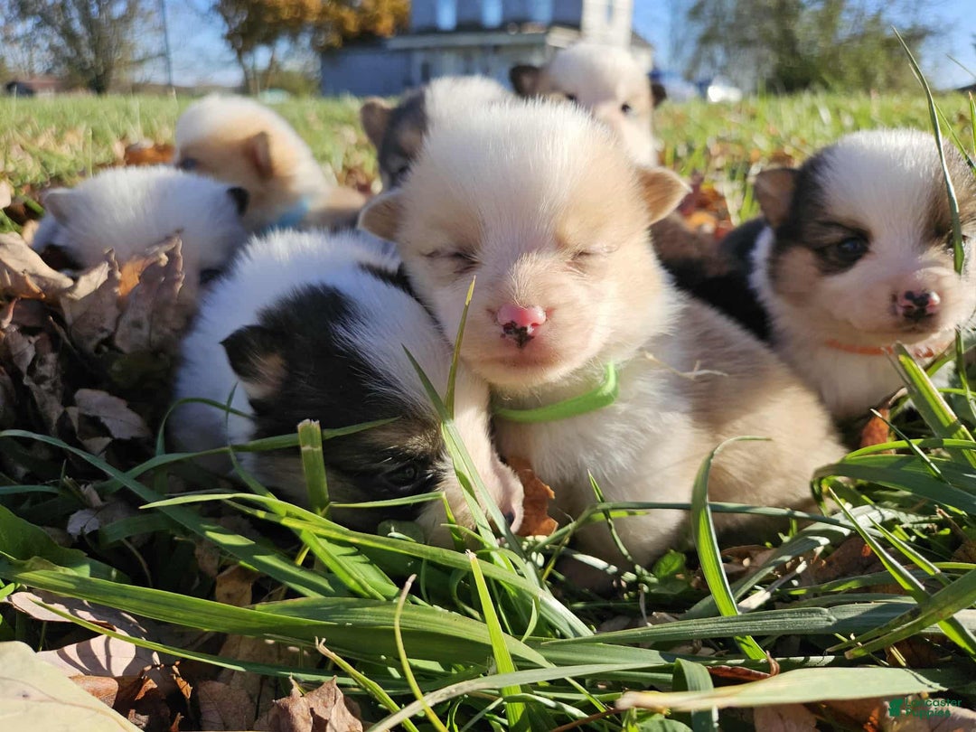 American Corgi dogs for sale: American Corgi Puppy 8 - Ad 3