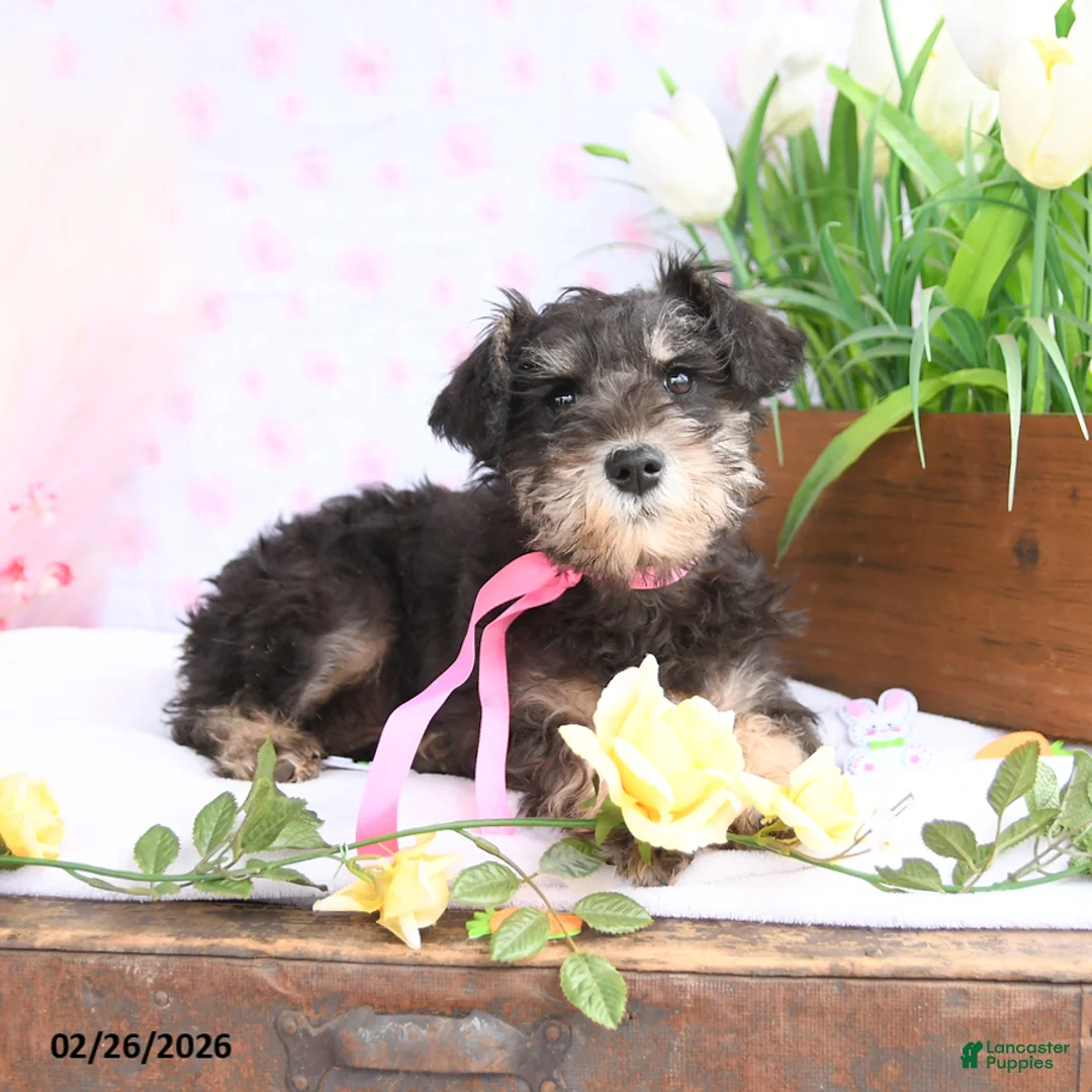 Miniature Schnauzer dogs for sale: Pansy - Ad 2