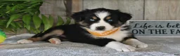 Australian Shepherd dogs for sale: Leo - Ad 4