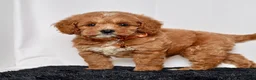 Mini Goldendoodle dogs for sale: Mr. Luigi - Ad 4
