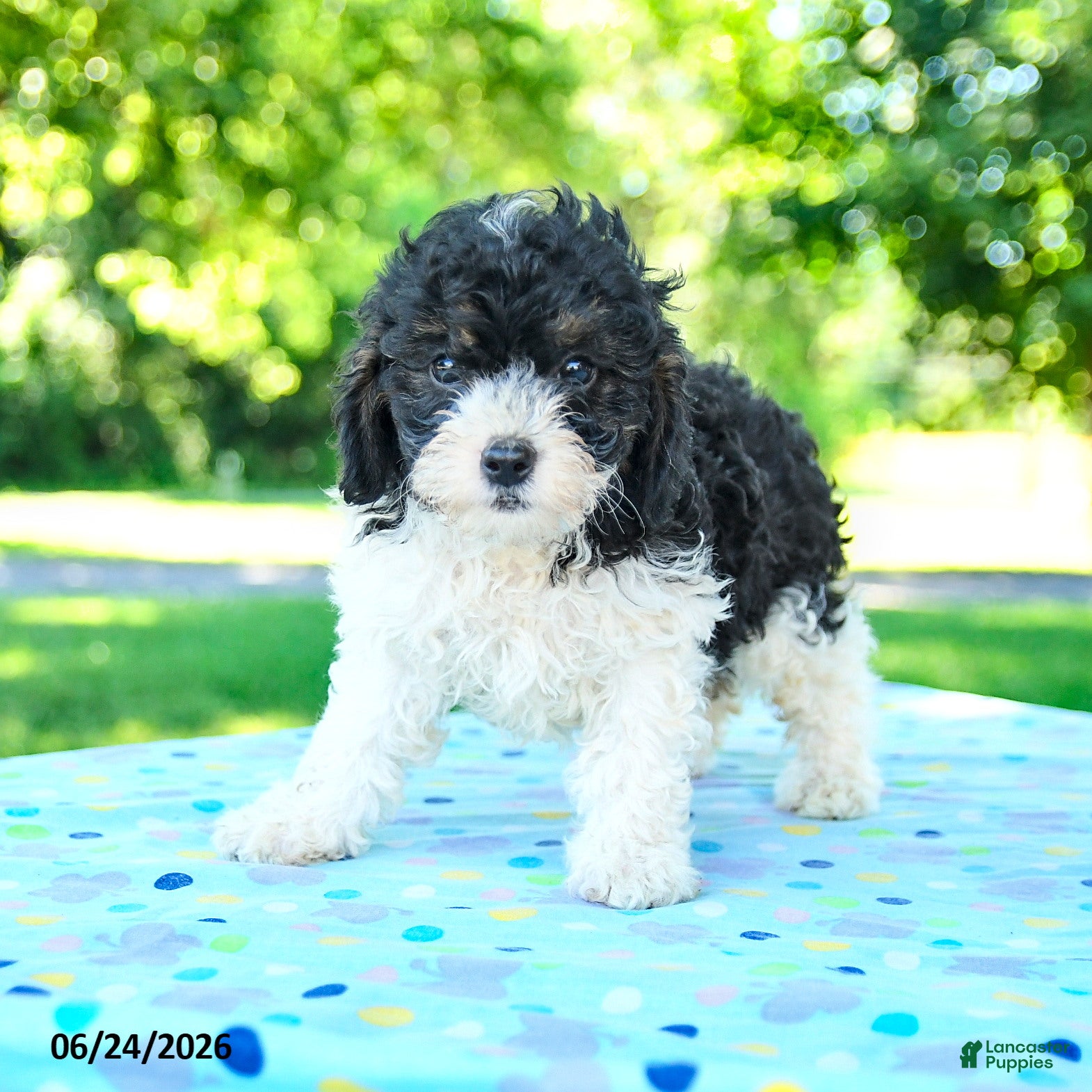 Shihpoo dogs Shawn  - Ad 1