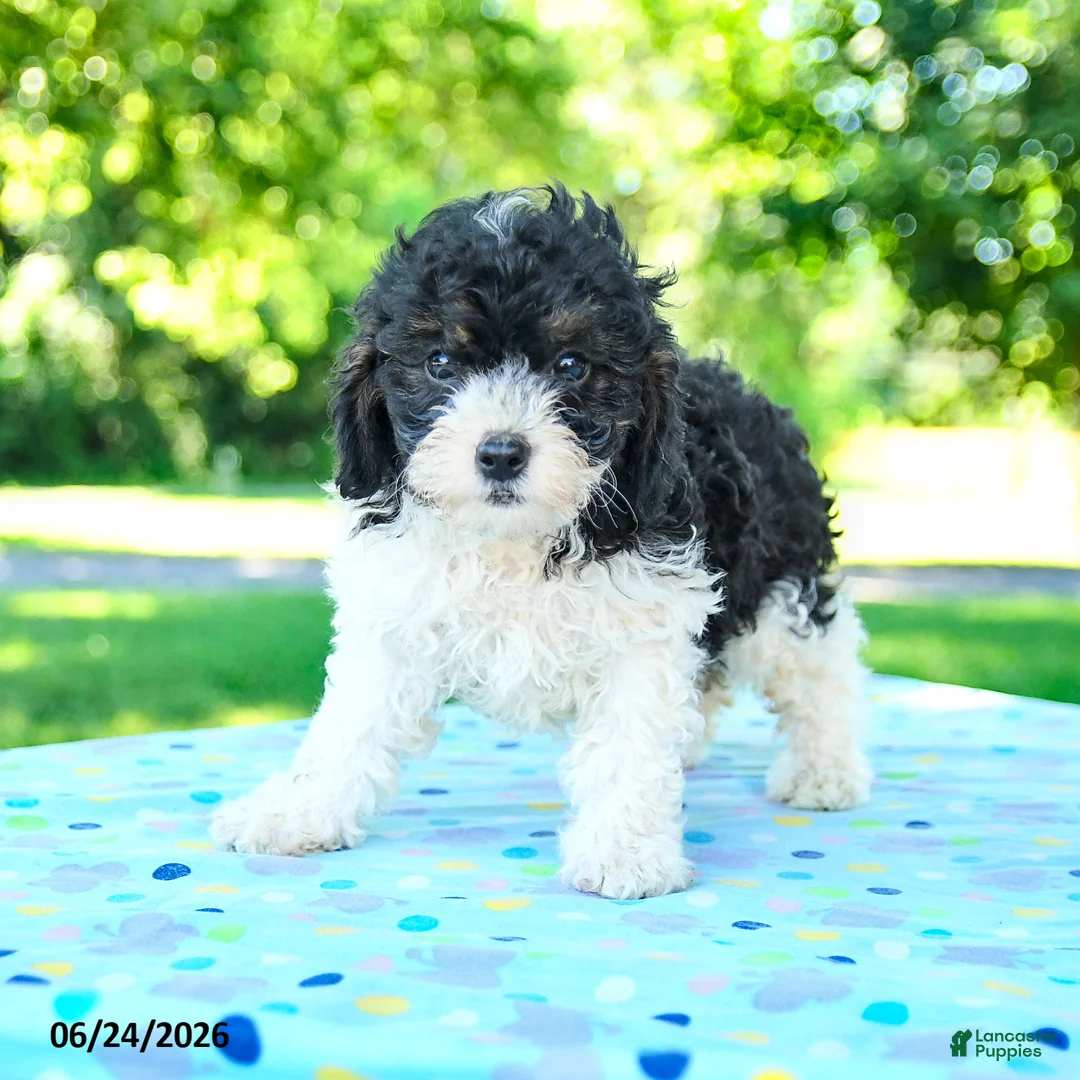 Shihpoo dogs for sale: Shawn  - Ad 1