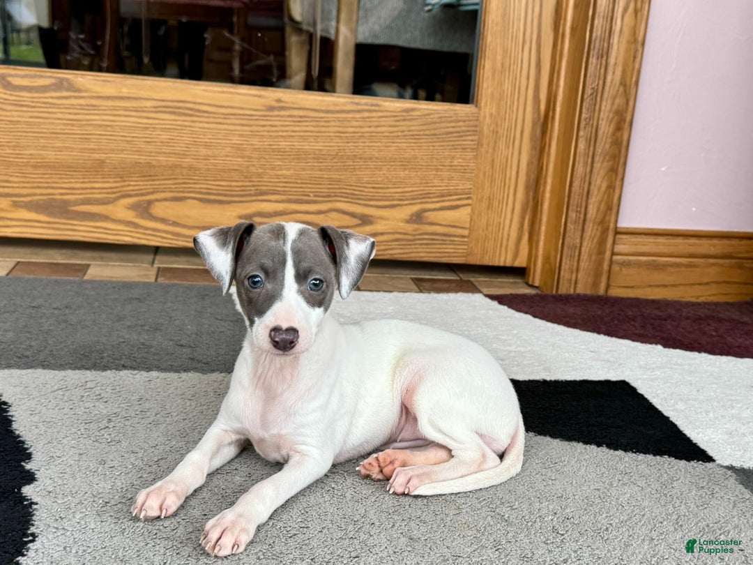 Italian Greyhound dogs for sale: Charity - Ad 7