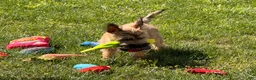 Cairn Terrier dogs for sale: Johnny  - Ad 9