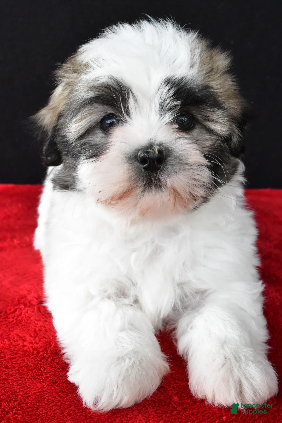 Malshi dogs for sale: Jason - Ad 13