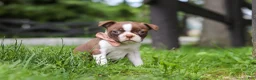 Boston Terrier dogs for sale: Sunny - Ad 3