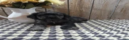 Cocker Spaniel dogs for sale: Tramp - Ad 1