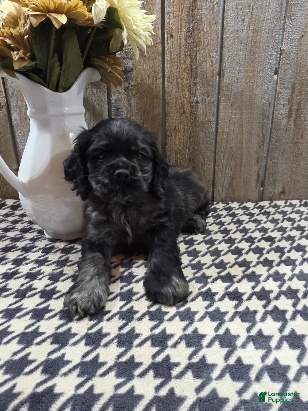 Cocker Spaniel dogs for sale: Tramp - Ad 1