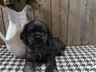 Cocker Spaniel dogs for sale: Tramp - Ad 2