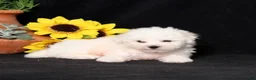 Bichon Frise dogs for sale: Snickerdoodle - Ad 4