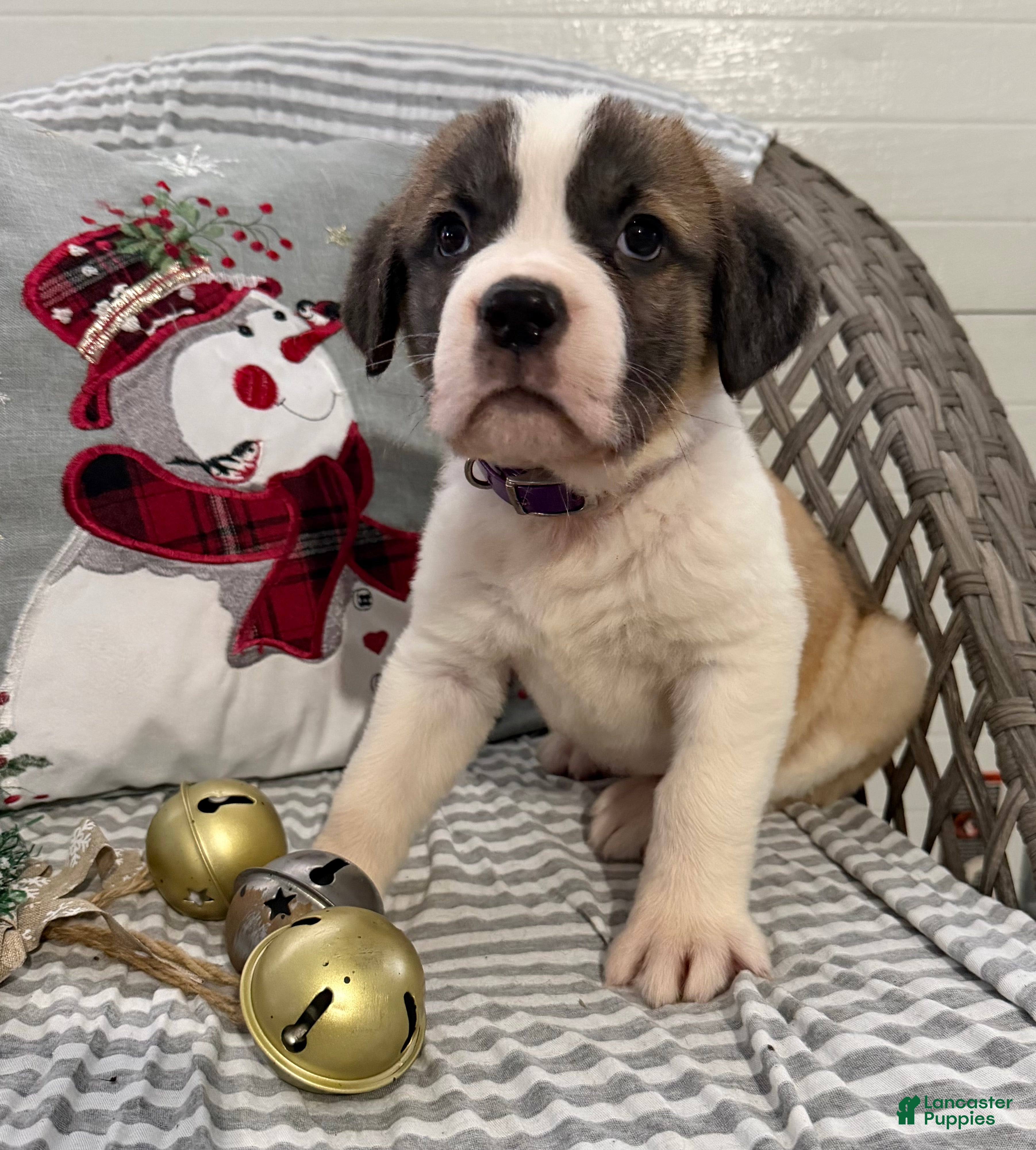 Saint Bernard dogs Lexi - Ad 16
