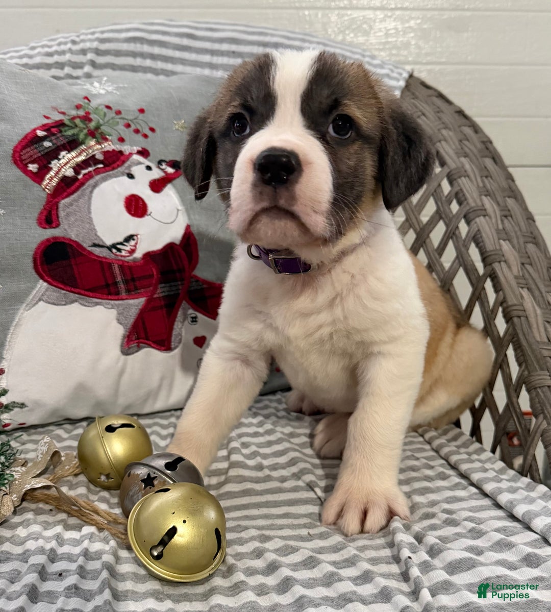 Saint Bernard dogs for sale: Lexi - Ad 1