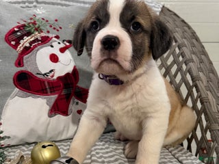 Saint Bernard dogs Lexi - Ad 14