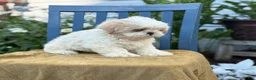 Shih Tzu dogs for sale: Henley - Ad 5