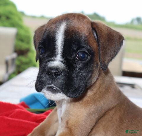 Boxer dogs Gemma - Champ lines - Ad 2