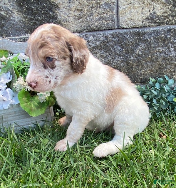 Standard Poodle dogs Tyson- genetic clear - Ad 2