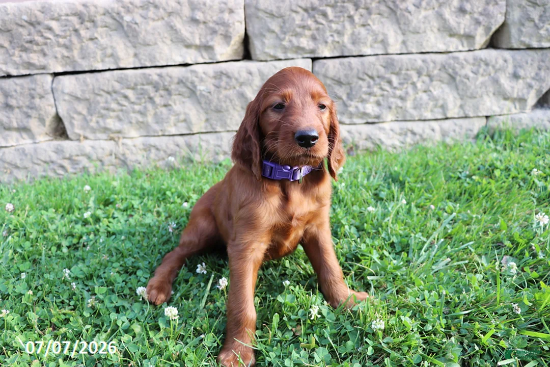 Irish Setter dogs for sale: Melanie - Ad 1