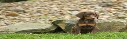 Doberman Pinscher dogs for sale:  Deacon (Red Rust) 🐶🖤🐾 - Ad 21