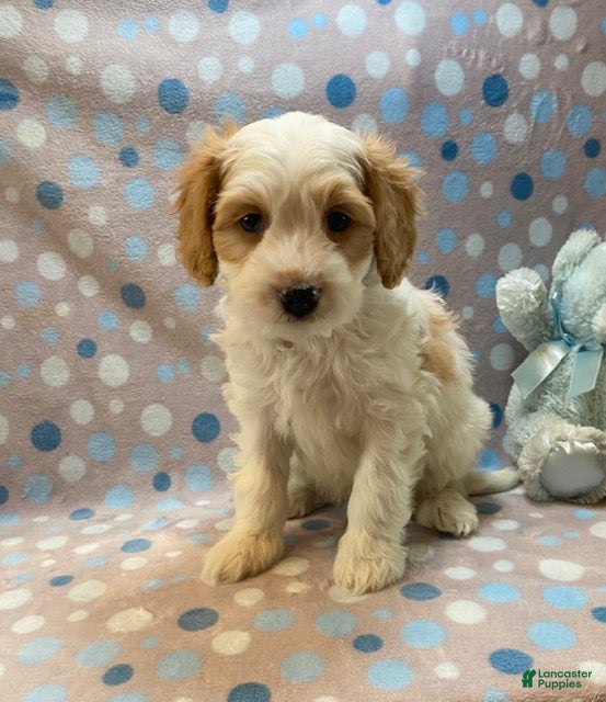 Cavapoo dogs Bert - Ad 1