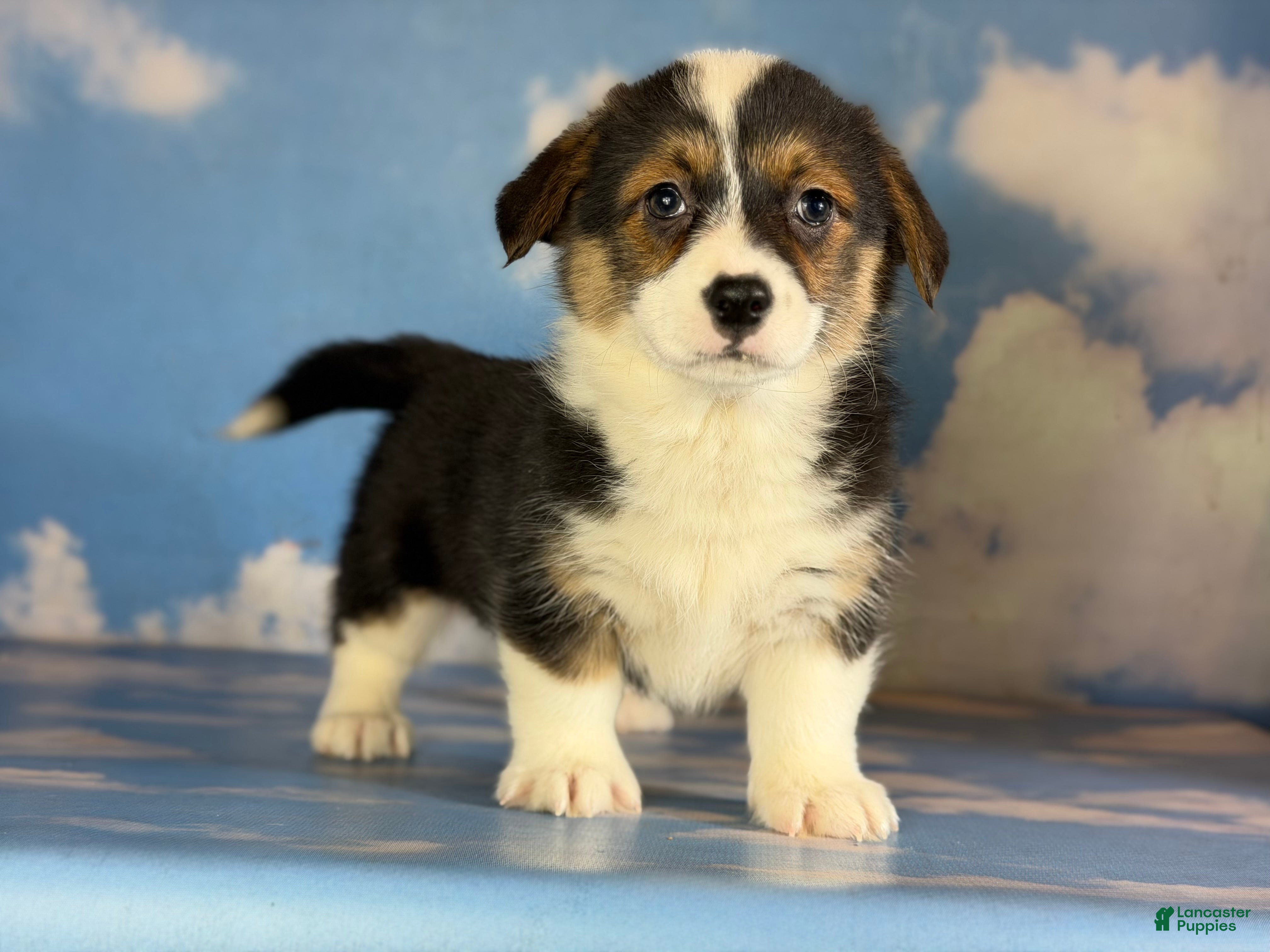 Welsh Corgi Pembroke dogs Aca twinkle DNA clear full tail fluffy/ Bluie carrier  - Ad 39