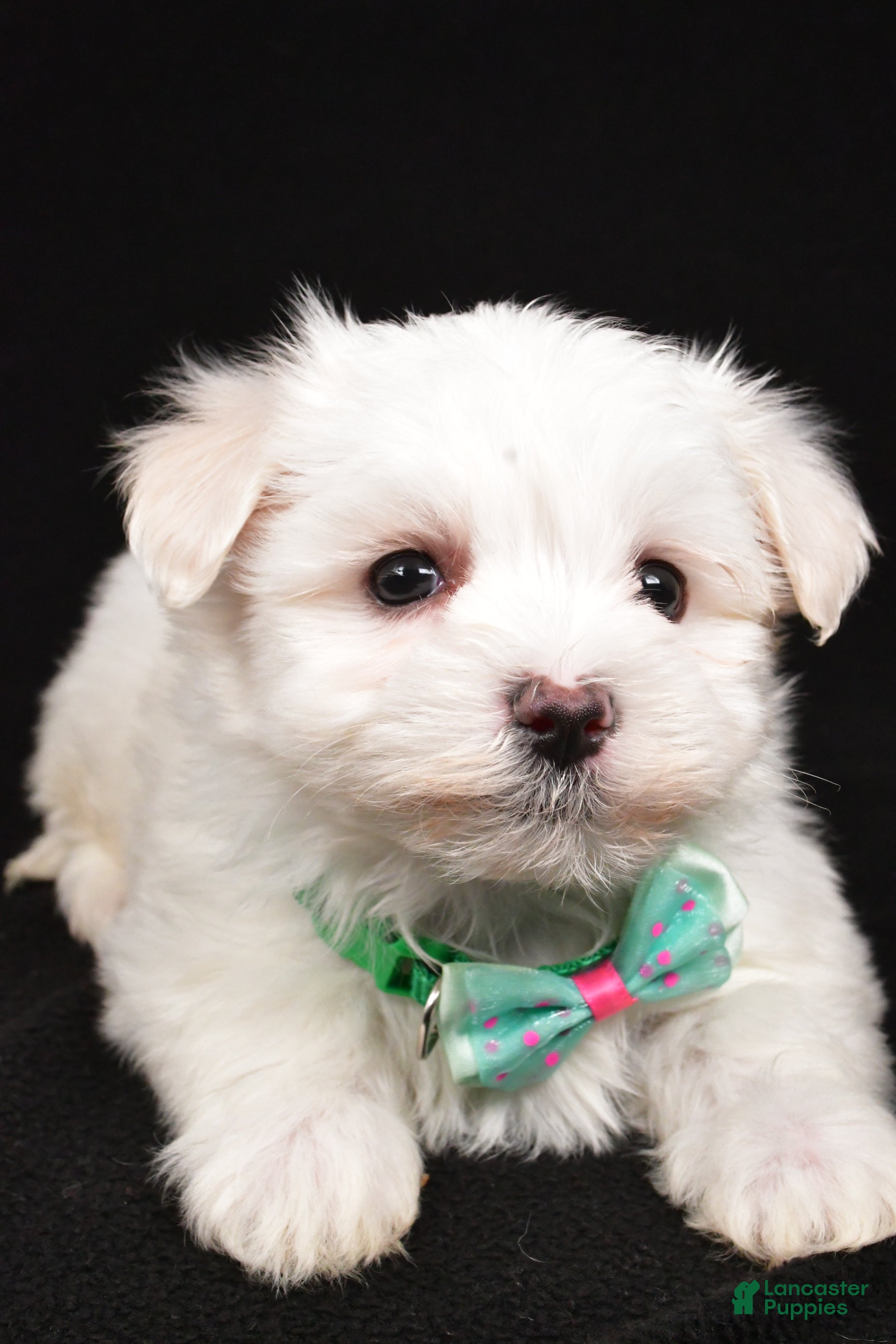 Maltese dogs Montgomery - Ad 2