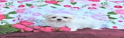 Maltese dogs for sale: Valentine EXTRA SMALL - Ad 10