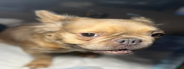 Stella
