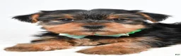 Yorkshire Terrier dogs for sale: Theodore - Ad 5
