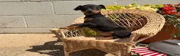 Miniature Pinscher dogs for sale: Joseph - Ad 1