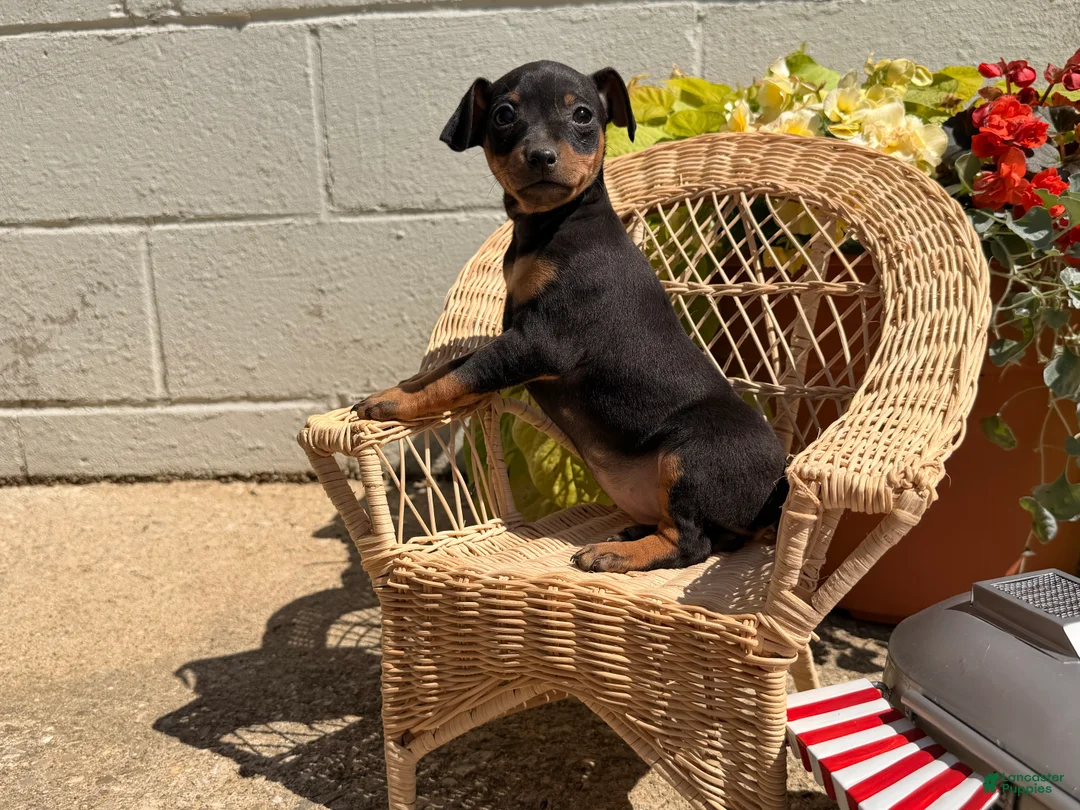Miniature Pinscher dogs for sale: Joseph - Ad 1