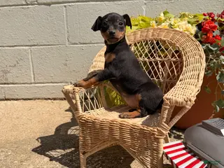 Miniature Pinscher dogs for sale: Joseph - Ad 2