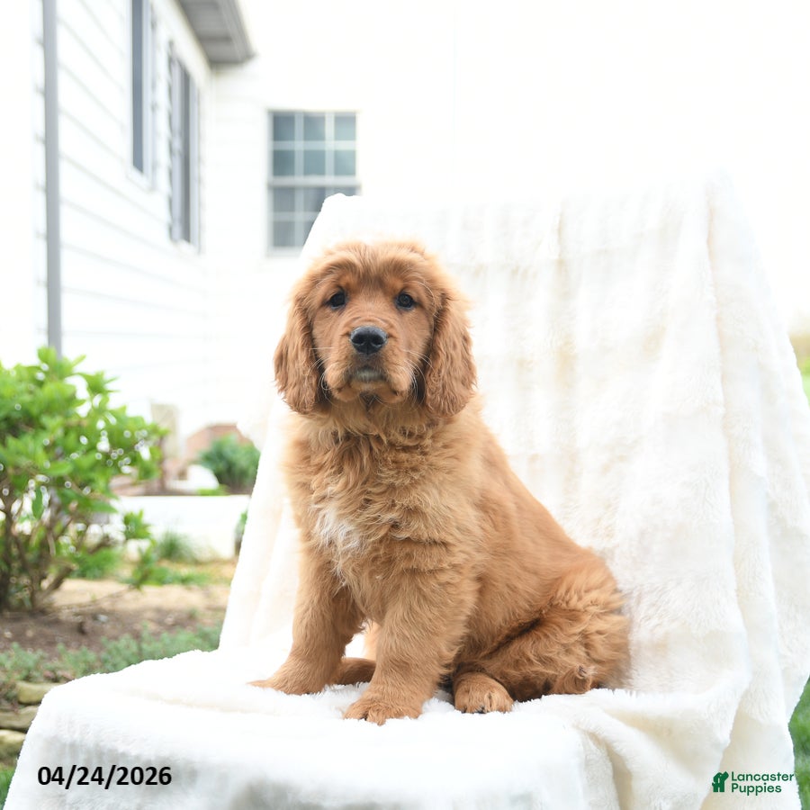 Miniature Golden Retriever dogs James   - Ad 1