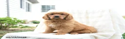 Miniature Golden Retriever dogs for sale: James   - Ad 1