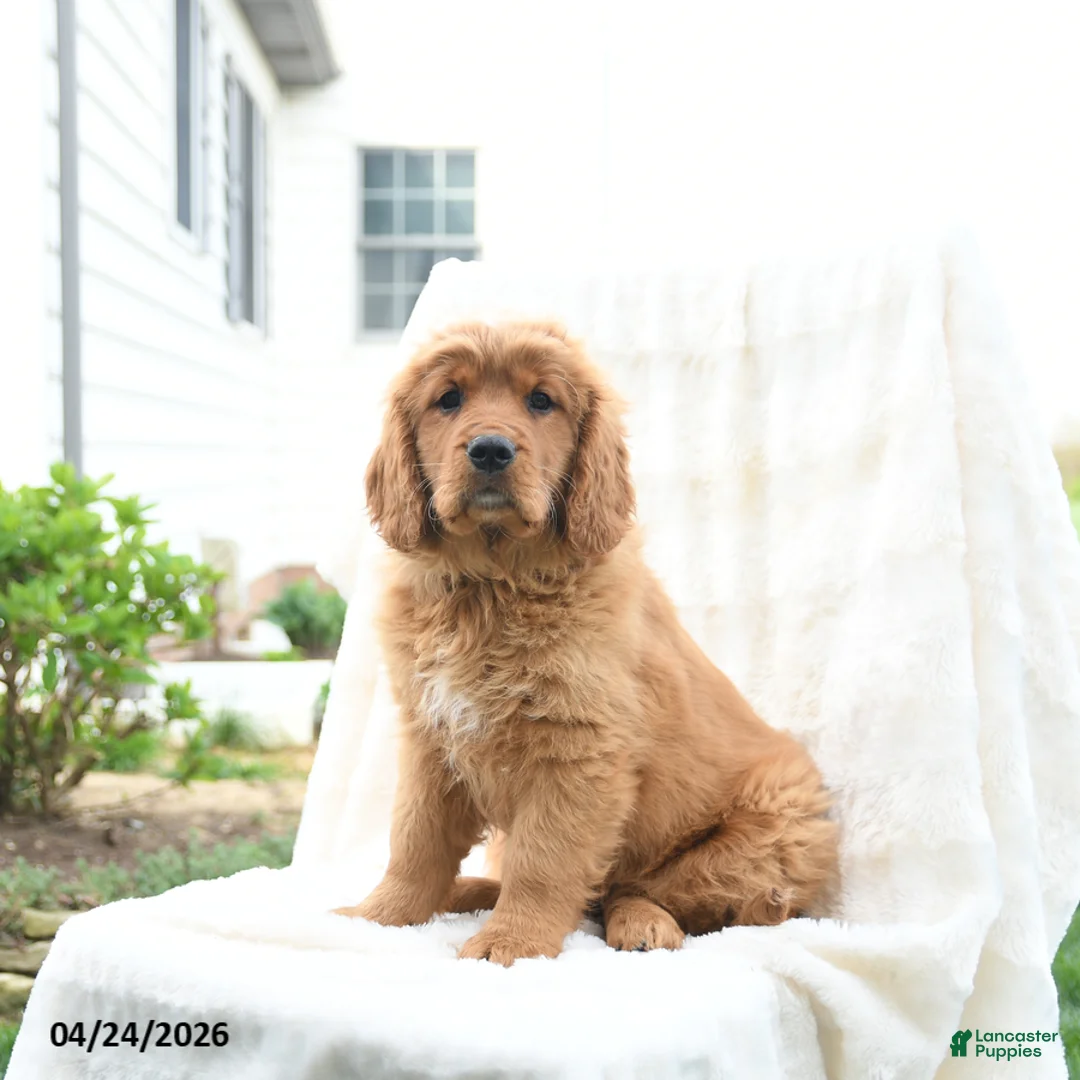 Miniature Golden Retriever dogs for sale: James   - Ad 1